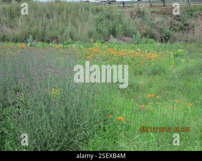 (Hemerocallis fulva kwanso), Plantae, Bezirk uMgungundlovu, Südafrika, Orange Taglily (Hemerocallis fulva 'Kwanso') Karkloof Rd, nahe Ambey Valley, Howick. Daylily unterhalb des Amber-Glen-Damms wächst in breitem Überfluss. Der Boden ist hier nass. Könnte in der Vergangenheit abgesetzt worden sein, aber die Zahl deutet darauf hin, dass sie jetzt invasiv sind, vgl. US-Name Ditch Lily. Stockfoto