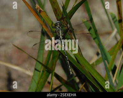 Gelb gestreifter Hunter (Austrogomphus guerini), Insecta, Hobart TAS, Australien Stockfoto