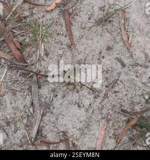 Gelb gestreifter Jäger (Austrogomphus guerini), Insecta, Powranna Nature Reserve, Powranna, Tasmanien, Australien, gesehen im Powranna Nature Reserve. Stockfoto