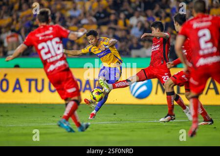 Monterrey, Mexiko. Februar 2025. MONTERREY, MEXIKO - 8. FEBRUAR 2025: LIGA BBVA MX 6. Runde Spiel zwischen UANL Tigres und Atlas in Estádio Universitário. #77 Angreifer Tigres, Ozziel Herrera erzielt sein zweites Tor im Spiel obligatorischer Credit: Toby Tande/PXImages Credit: PX Images/Alamy Live News Stockfoto