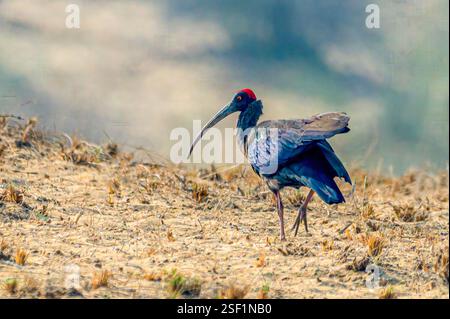 Das rotgenoppte ibis, auch bekannt als indisches schwarzes ibis oder schwarzes ibis, ist eine Art von ibis, die in den Ebenen, landwirtschaftlichen Feldern und Städten zu finden ist Stockfoto