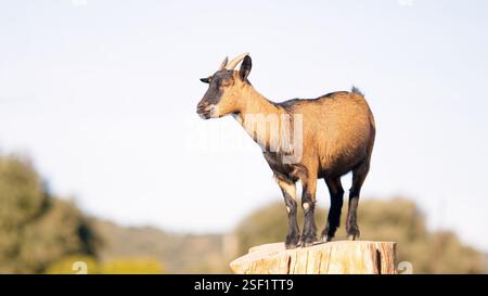 Braune und schwarze Ziege, die in der Natur auf Baumstamm steht Stockfoto