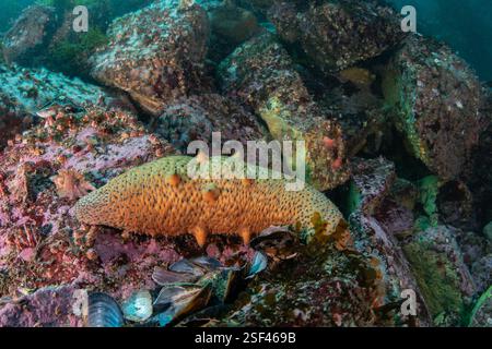 Warty Sea Cucumber, Apostichopus parvimensis, ein bedrohtes wirbelloses Meerestier aus dem Pazifik, das unter Wasser in Monterey, Kalifornien, gesehen wird. Stockfoto