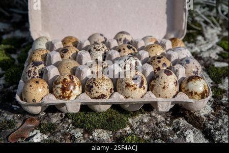 Die Eizellen der Wachteln (Coturnix coturnix). Stockfoto