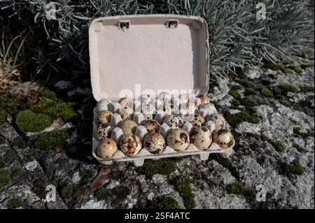 Die Eizellen der Wachteln (Coturnix coturnix). Stockfoto