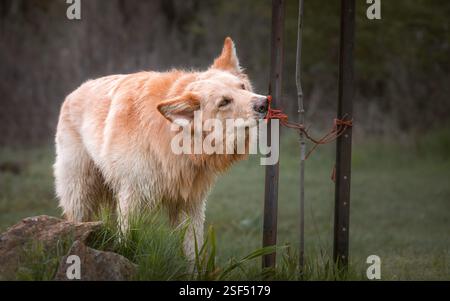 Weiße Deutsche Schäferhunde im Wald Stockfoto