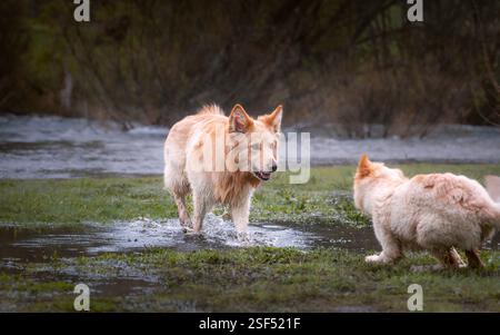Weiße Deutsche Schäferhunde im Wald Stockfoto