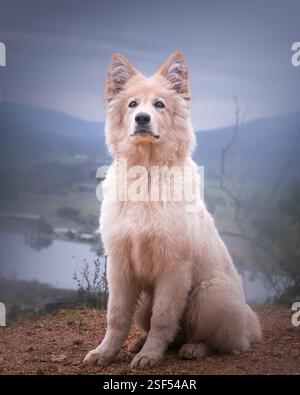 Weiße Deutsche Schäferhunde im Wald Stockfoto