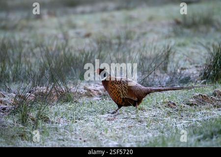 Majestätischer Fasan mit Ringhals durchstreift das frostige Grasland Stockfoto