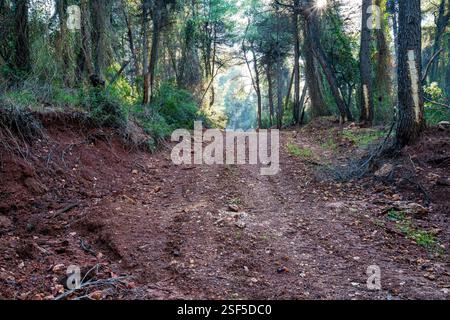 Eine schroffe, schlammige Feldstraße schlängelt sich durch einen dichten Kiefernwald und führt zu den malerischen Mine Lakes in der Nähe von Mantoudi, Evia, Griechenland. Stockfoto