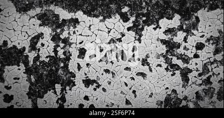 Pilzhintergrund an alter Zementwand Stockfoto