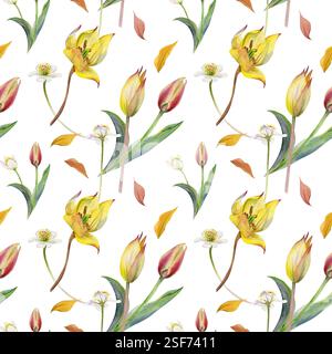 Frühlingsblumen, gelbe und rote Tulpe, weiße Waldanemonenkerze, handgezeichnet in Aquarellen. Botanische Illustration nahtloses Muster, bauchig Stockfoto
