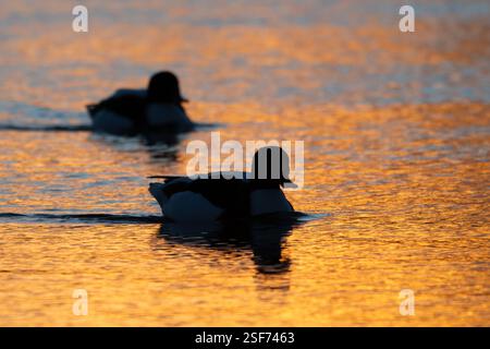 Zwei Shelducks in Silhouette im Orange Sunrise Stockfoto