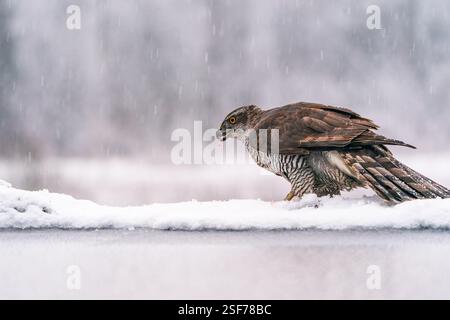 Eurasischer Goschawk (Accipiter gentilis) im Winter Bialowieza Wald, Polen. Selektiver Fokus Stockfoto