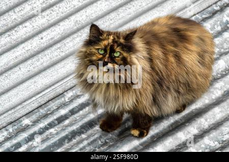 Streunende Katze mit dickem Fell und grünen Augen auf einem Dach Stockfoto