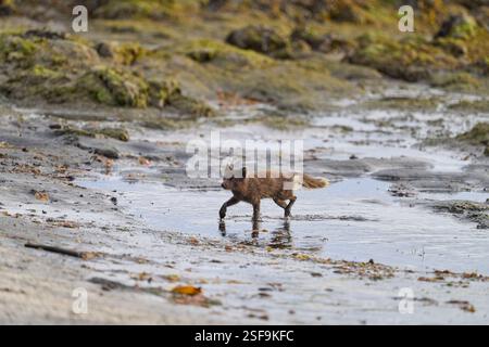 Blaumorph Polarfuchs (Vulpes lagopus) im Sommerfell. Hornvik, Island. Juli. Ein Paar Polarfüchse, die auf dem öffentlichen Campingplatz in Hornvik verweigert wurden. Stockfoto