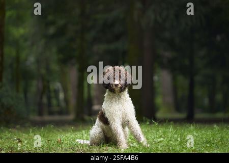 Ein Lagotto Romagnolo steht souverän auf grasbewachsenem Gelände in einem Wald. Der friedliche Moment unterstreicht die Haltung des Hundes und die lebendige natürliche Umgebung Stockfoto