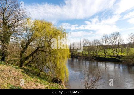 Weinweide über dem Wasser des Flusses Wye, Hereford, England, Großbritannien Stockfoto