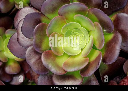 Porree, Sukkulenten Aeonium Gattung im Garden Centre, Wales, Großbritannien Stockfoto