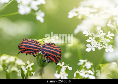 Paarungspaar von gestreiftem Bug (Graphosoma lineatum) Nahaufnahme. Weiße Blüte des Schierlings im Hintergrund. Horizontal. Stockfoto