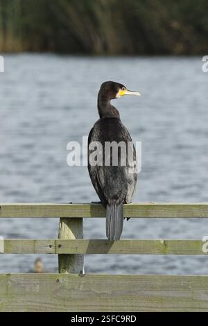 Ein Kormoran, der auf einem Zaun in der Nähe des Wasserrandes sitzt. Stockfoto
