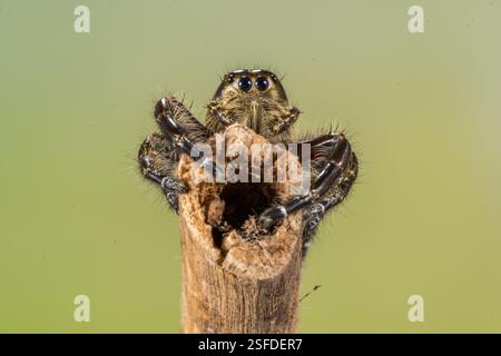 Nahaufnahme einer springenden Spinne auf einem Ast vor grünem Hintergrund, Indonesien Stockfoto