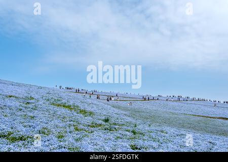 Felder mit blauen Nemophila Blumen mit Menschen in der Nähe, Hitachi Seaside Park, Hitachinaka, Ibaraki, Japan Stockfoto