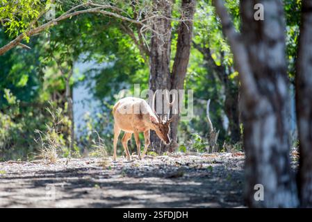 Javanische rusa, die in den Wäldern auf der Suche sind, Komodo Nationalpark, Flores, East Nusa Tenggara, Indonesien Stockfoto