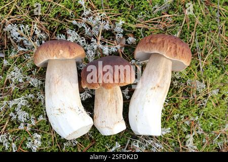 Drei Boletuspilze im Herbst Stockfoto