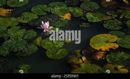 Horizontaler Blick auf eine rosa Seerose, Lotusblume umgeben von Vegetation Stockfoto