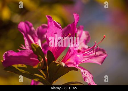 Rosa Azaleen 16417 Stockfoto
