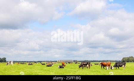 Milchkühe weiden auf der Weide, friedlich und sonnig in niederländischer Landschaft mit flachem Land mit blauem Himmel und Wolken Stockfoto