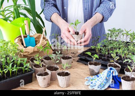 Ein Mann pflanzt junge Tomaten- und Paprikensetzlinge in Öko-Töpfe um, pflanzt Setzlinge aus Plastikbehältern in Torftöpfe, Prepa Stockfoto