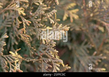 Nahaufnahme einer ornamentalen immergrünen Buschwede Stockfoto