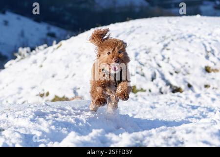 Cockapoo- Canis Lupus familiaris spielt im Schnee. Stockfoto