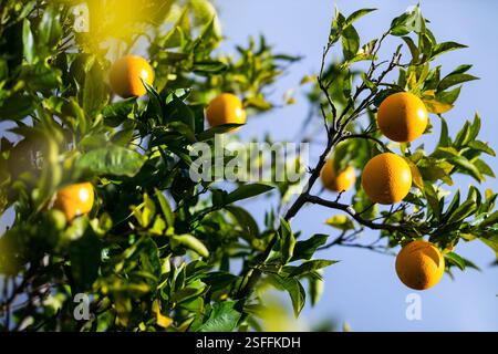 Lebhafte Orangenfrüchte hängen von einem üppig grünen Baum unter hellem Tageslicht und zeigen gesunde, reife Produkte, die bereit für die Ernte sind Stockfoto