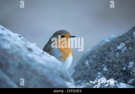 Robin an einer Trockenmauer in den Yorkshire Dales Stockfoto
