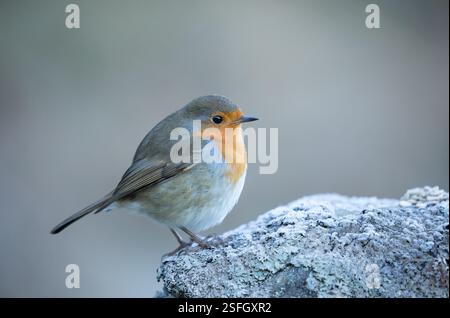 Robin an einer Trockenmauer in den Yorkshire Dales Stockfoto
