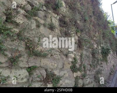 Alte Steinmauer mit wilden Pflanzen, die darauf wachsen Stockfoto
