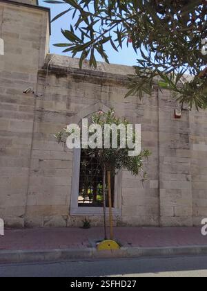 Mediterraner Charme: Blühender Baum an einem antiken Gebäude Stockfoto