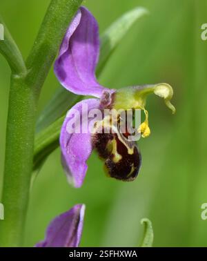 Bee Orchid (Ophrys apifera), aufgenommen am 7. Juni 2017 im Brockholes Nature Reserve, Lancashire, Großbritannien. Stockfoto