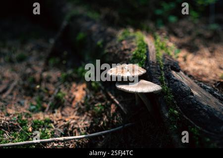 Waldpilz nach Regen Stockfoto