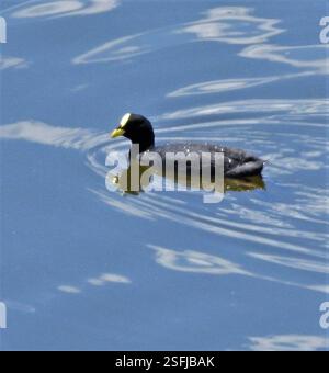 Rotgartenkoot (Fulica armillata), Aves, Gral Juan Facundo Quiroga, La Rioja, Argentinien Stockfoto