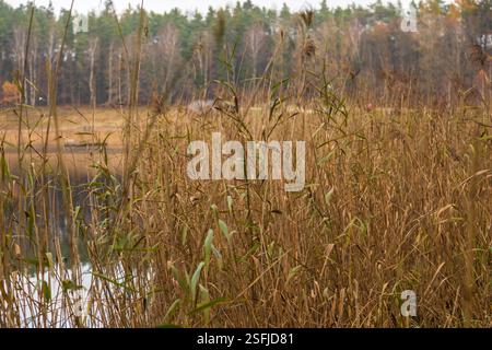 Kleiner See in Kaschubien. Braunes Gras wächst um den See herum. Wald im Hintergrund. Okuniewo, Pommern, Polen. Stockfoto