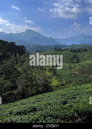 Teeplantagen sind ein wichtiger landwirtschaftlicher Anbau im Bezirk Wayanad in Kerala, Indien Stockfoto