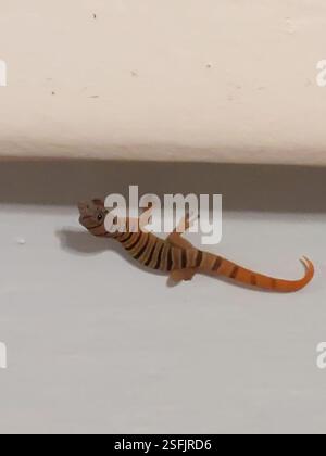 Ashy Gecko (Sphaerodactylus elegans), Reptilia, Duck Key, FL 33050, USA, so klein Stockfoto