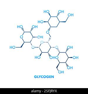 Glykogen, mehrverzweigtes Polysaccharid der Glucose bildenden Energiespeicherung bei Tieren Stock Vektor