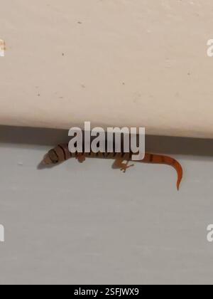 Ashy Gecko (Sphaerodactylus elegans), Reptilia, Duck Key, FL 33050, USA, so klein Stockfoto