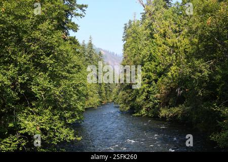 Der McKenzie River kurvt sich durch die zahlreichen Tannen in Oregon. Winzige Stromschnellen sind weiß auf der Oberfläche des Flusses. Stockfoto