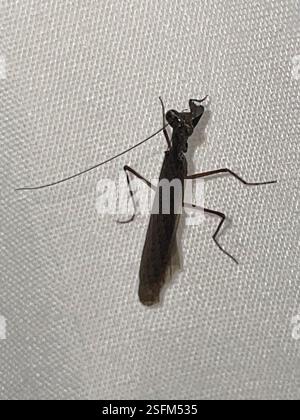 Pygmy Ground Mantises (Bolbe), Insecta, Dharawal National Park, Wedderburn, NSW, AU Stockfoto